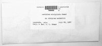 Uromyces shearianus image